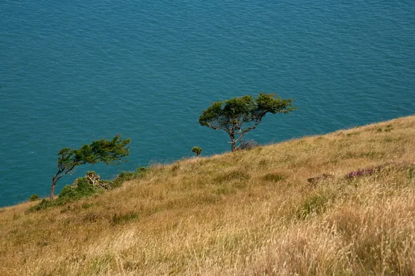 A lone tree on a sloping grassy clifftop above calm blue sea