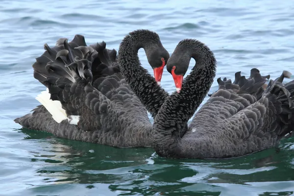 A pair of black swans on the water with necks curved together