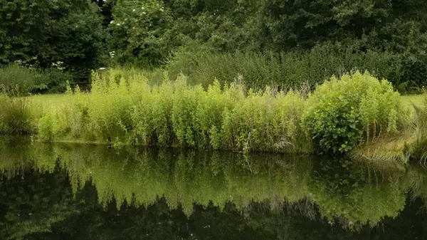 A woodland pond fringed with reeds and dense green growth