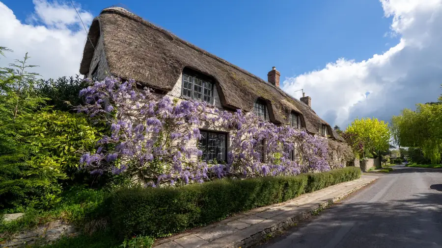 A thatched cottage covered in wisteria beside a village road