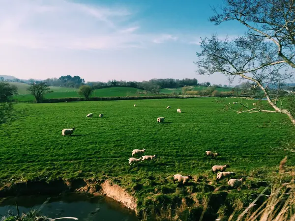 Sheep grazing on green pasture with hedges and trees