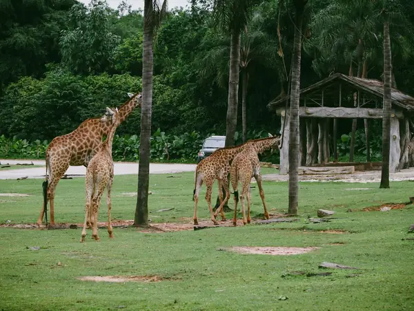 Giraffes in a grassy zoo paddock with trees behind