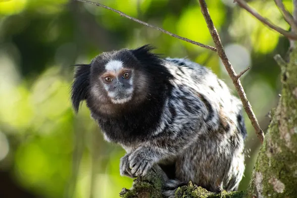 A marmoset perched on a branch among green leaves